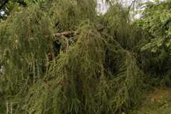 IMG-20250626-WA0010